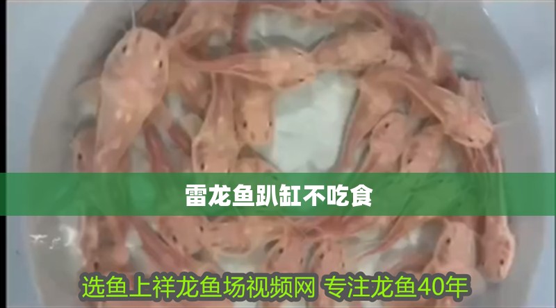 雷龍魚趴缸不吃食
