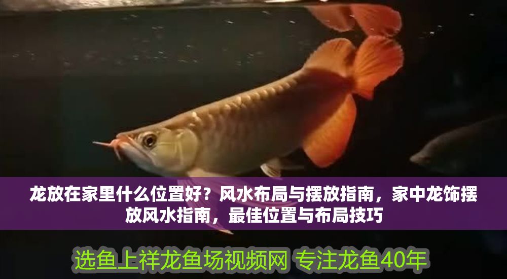 龍放在家里什么位置好？風水布局與擺放指南，家中龍飾擺放風水指南，最佳位置與布局技巧