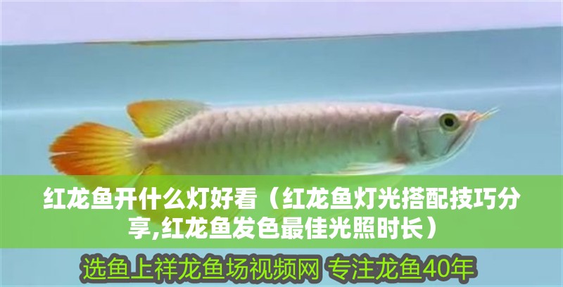 紅龍魚開什么燈好看（紅龍魚燈光搭配技巧分享,紅龍魚發色最佳光照時長）