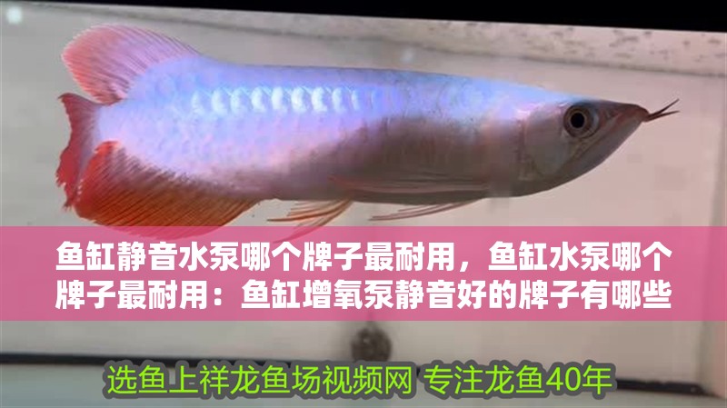 魚缸靜音水泵哪個牌子最耐用，魚缸水泵哪個牌子最耐用：魚缸增氧泵靜音好的牌子有哪些？