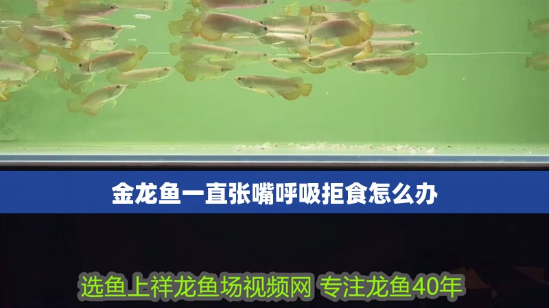 金龍魚一直張嘴呼吸拒食怎么辦