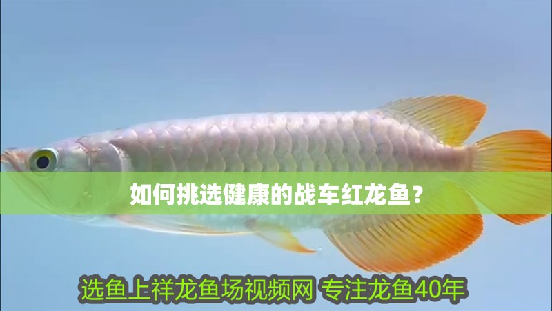如何挑選健康的戰(zhàn)車紅龍魚？