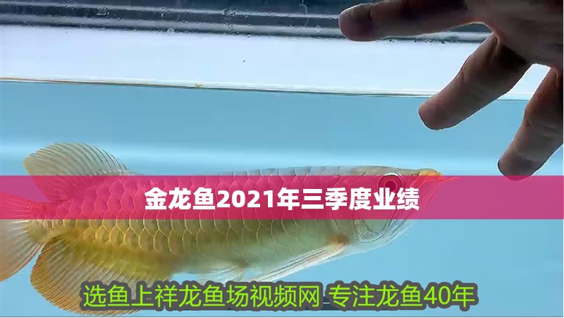 金龍魚2021年三季度業績