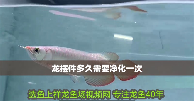 龍擺件多久需要凈化一次