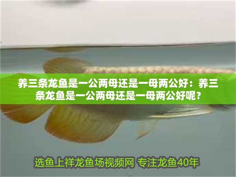養(yǎng)三條龍魚是一公兩母還是一母兩公好：養(yǎng)三條龍魚是一公兩母還是一母兩公好呢？