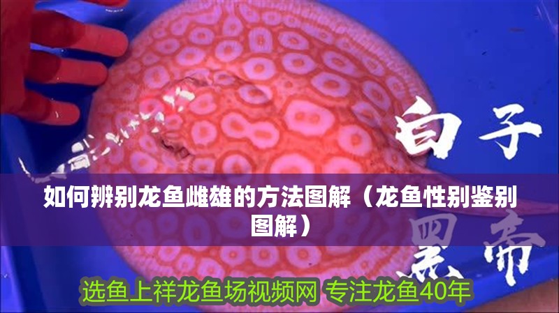 如何辨別龍魚雌雄的方法圖解（龍魚性別鑒別圖解）