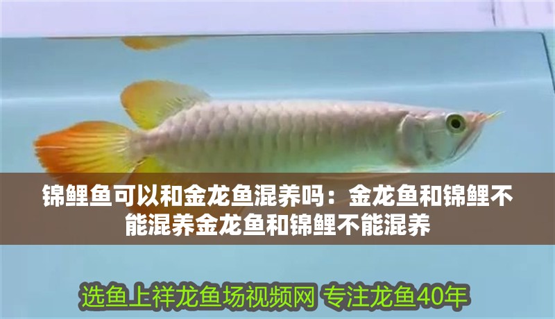 錦鯉魚可以和金龍魚混養嗎：金龍魚和錦鯉不能混養金龍魚和錦鯉不能混養 錦鯉魚可以和金龍魚混養嗎：金龍魚和錦鯉不能混養金龍魚和錦鯉不能混養 龍魚百科