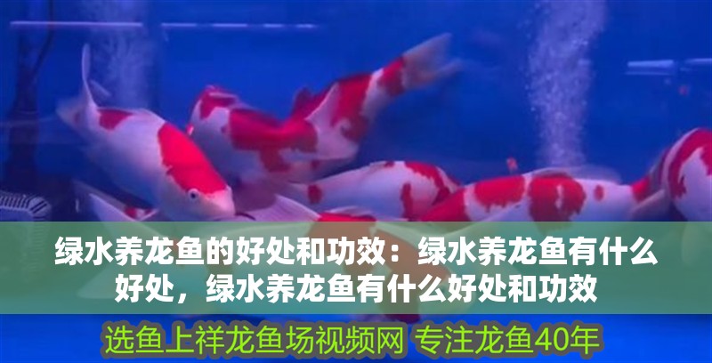 綠水養(yǎng)龍魚的好處和功效：綠水養(yǎng)龍魚有什么好處，綠水養(yǎng)龍魚有什么好處和功效