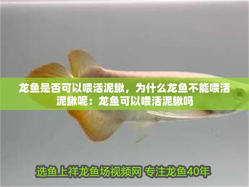 龍魚是否可以喂活泥鰍，為什么龍魚不能喂活泥鰍呢：龍魚可以喂活泥鰍嗎