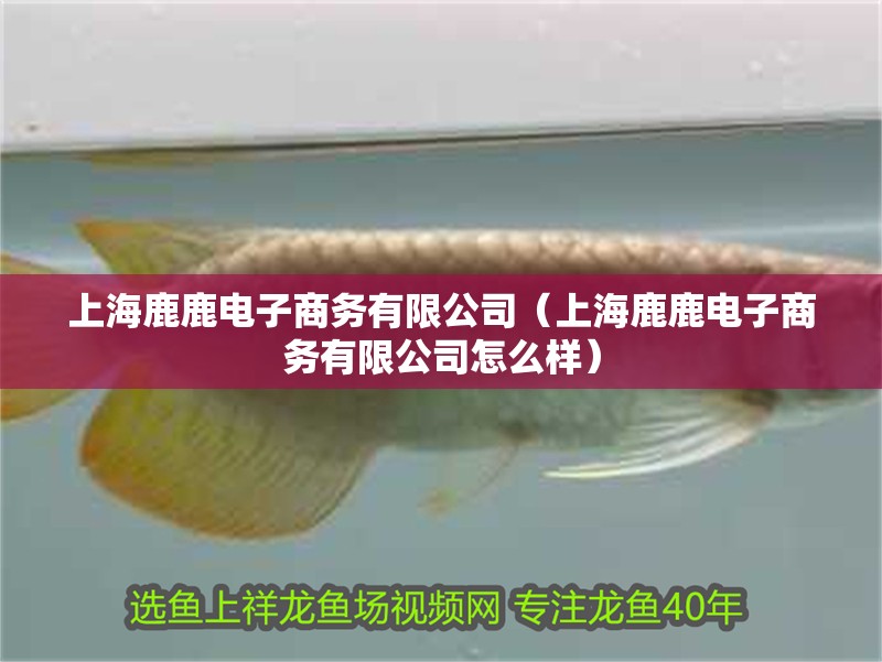 上海鹿鹿電子商務(wù)有限公司（上海鹿鹿電子商務(wù)有限公司怎么樣）