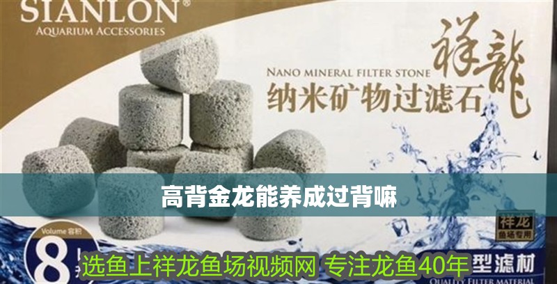 高背金龍能養成過背嘛