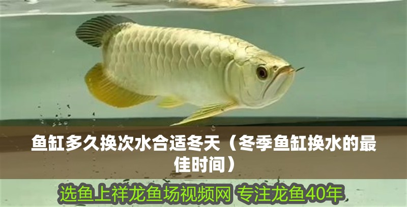 魚缸多久換次水合適冬天（冬季魚缸換水的最佳時間）