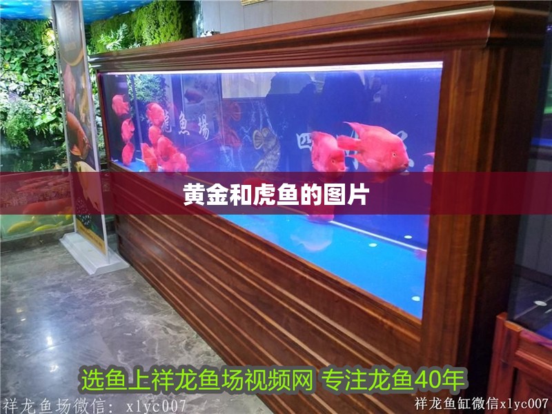 黃金和虎魚的圖片 黃金和虎魚的圖片 龍魚論壇