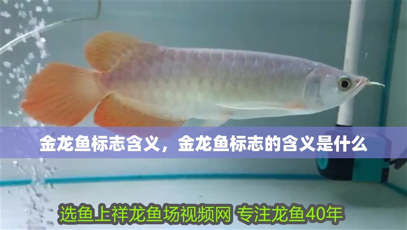 金龍魚標(biāo)志含義，金龍魚標(biāo)志的含義是什么 金龍魚標(biāo)志含義，金龍魚標(biāo)志的含義是什么 龍魚百科