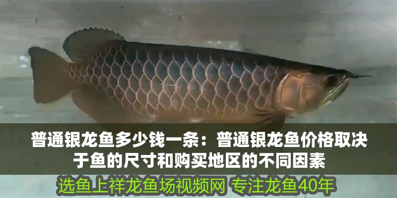 普通銀龍魚多少錢一條：普通銀龍魚價格取決于魚的尺寸和購買地區的不同因素
