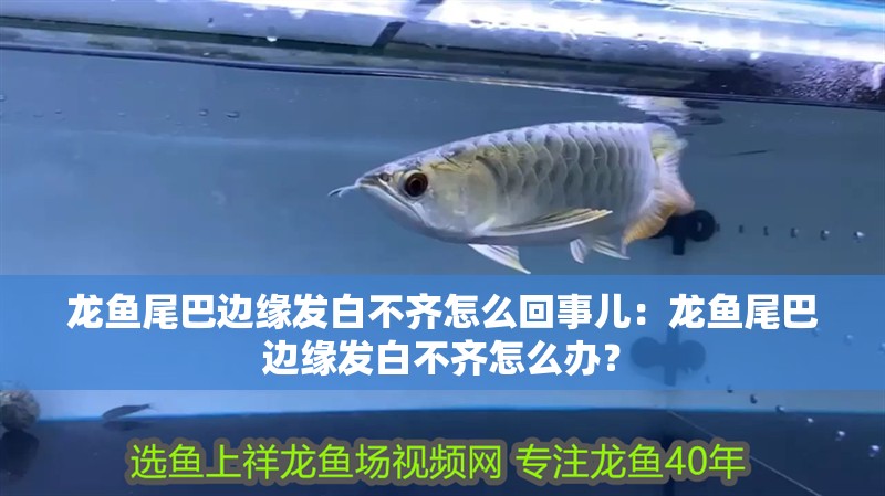 龍魚尾巴邊緣發白不齊怎么回事兒：龍魚尾巴邊緣發白不齊怎么辦？