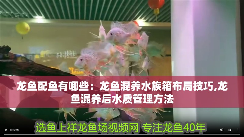 龍魚配魚有哪些：龍魚混養水族箱布局技巧,龍魚混養后水質管理方法