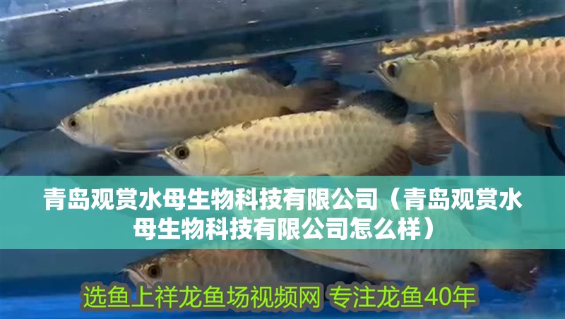 青島觀賞水母生物科技有限公司（青島觀賞水母生物科技有限公司怎么樣）