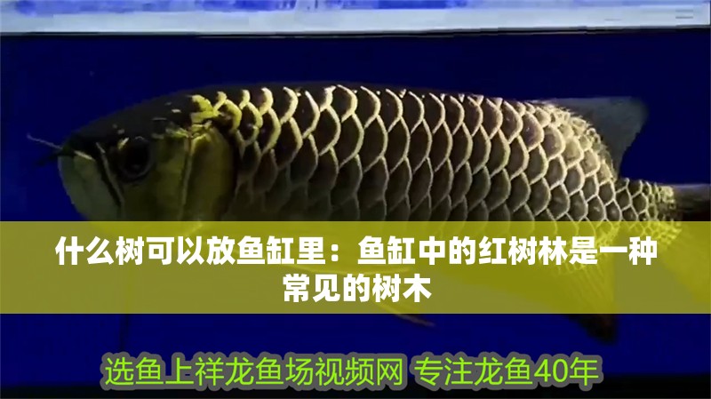 什么樹可以放魚缸里：魚缸中的紅樹林是一種常見的樹木 什么樹可以放魚缸里：魚缸中的紅樹林是一種常見的樹木 魚缸百科