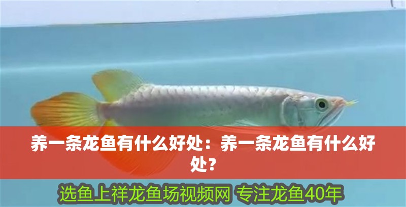養一條龍魚有什么好處：養一條龍魚有什么好處？