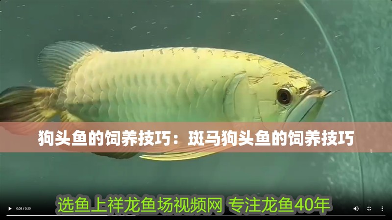 狗頭魚的飼養技巧：斑馬狗頭魚的飼養技巧 狗頭魚的飼養技巧：斑馬狗頭魚的飼養技巧 魚缸百科