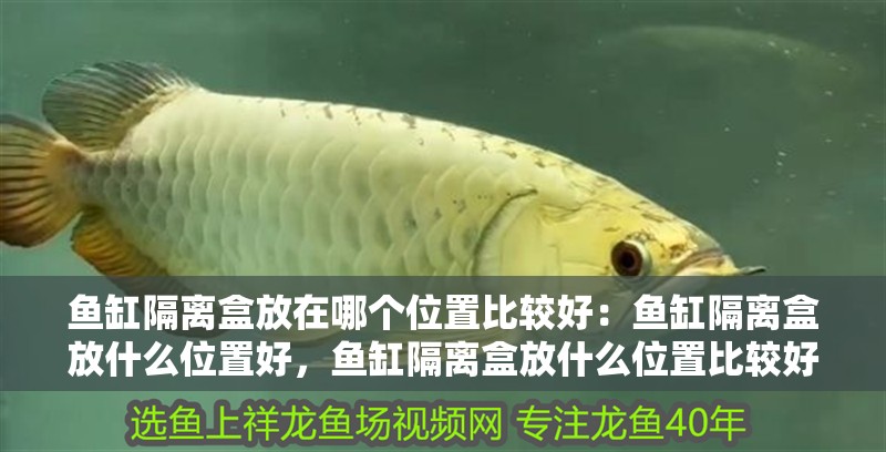 魚缸隔離盒放在哪個位置比較好：魚缸隔離盒放什么位置好，魚缸隔離盒放什么位置比較好