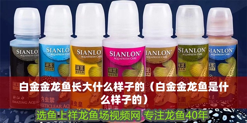 白金金龍魚長大什么樣子的（白金金龍魚是什么樣子的）