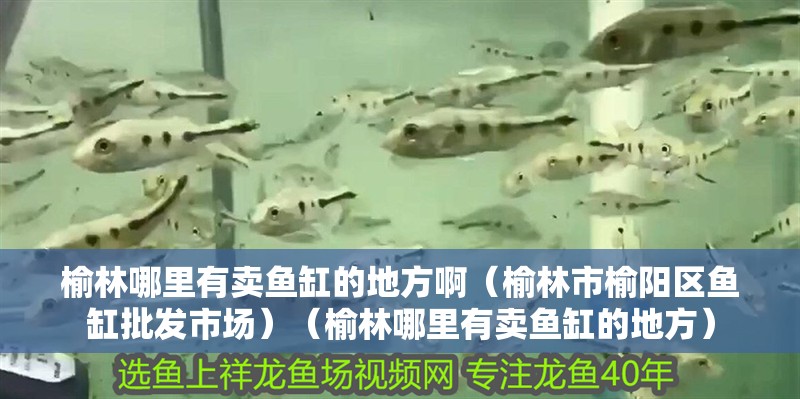 龍魚干蝦有營養嗎 榆林哪里有賣魚缸的地方啊(榆林市榆陽區魚缸批發市場)(榆林哪里有賣魚缸的地方) 魚缸百科 榆林哪里有賣魚缸的地方啊(榆林市榆陽區魚缸批發市場)(榆林哪里有賣魚缸的地方) 榆林哪里有賣魚缸的地方啊(榆林市榆陽區魚缸批發市場)(榆林哪里有賣魚缸的地方) 魚缸百科