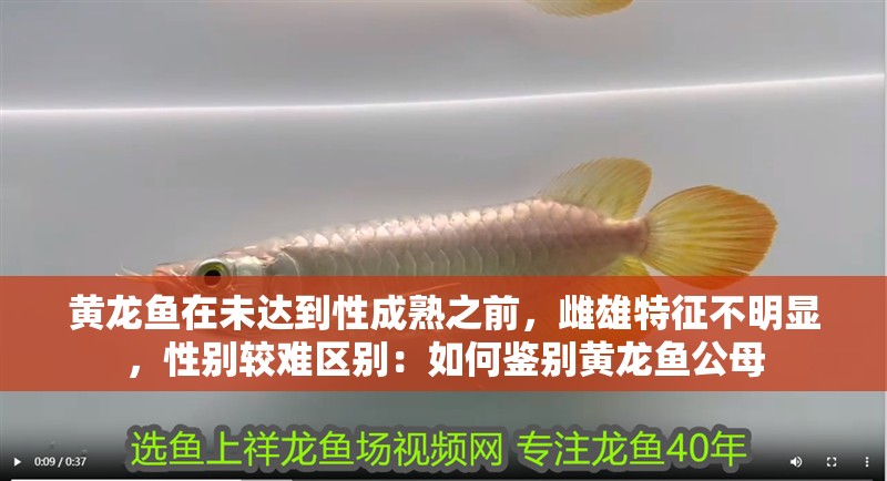 黃龍魚在未達到性成熟之前，雌雄特征不明顯，性別較難區別：如何鑒別黃龍魚公母