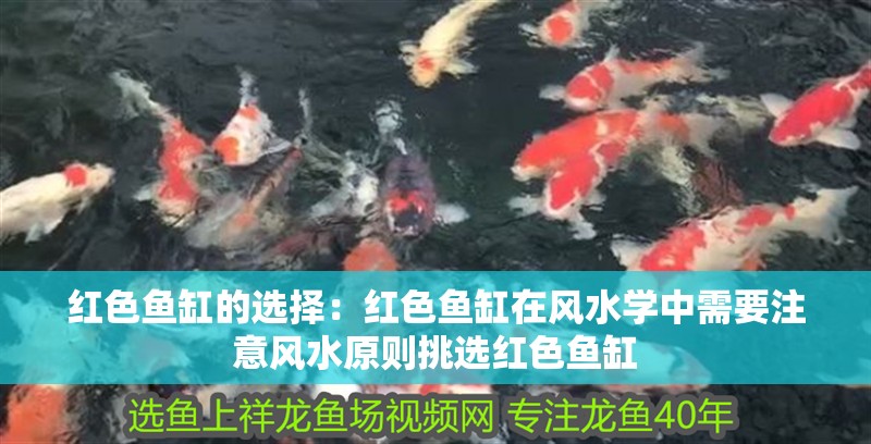 紅色魚缸的選擇：紅色魚缸在風水學中需要注意風水原則挑選紅色魚缸