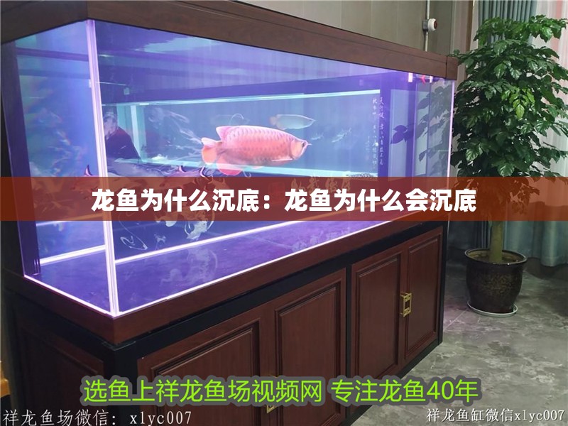 龍魚為什么沉底：龍魚為什么會沉底
