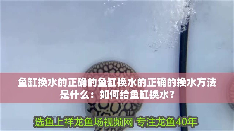 魚缸換水的正確的魚缸換水的正確的換水方法是什么：如何給魚缸換水？