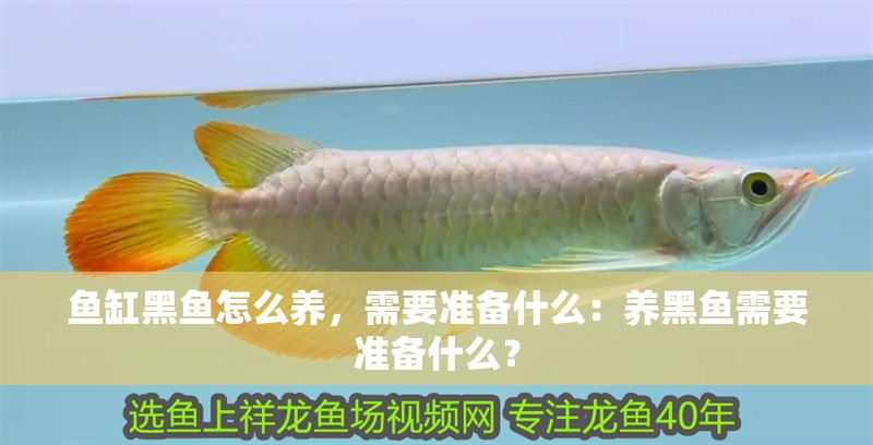 魚缸黑魚怎么養，需要準備什么：養黑魚需要準備什么？