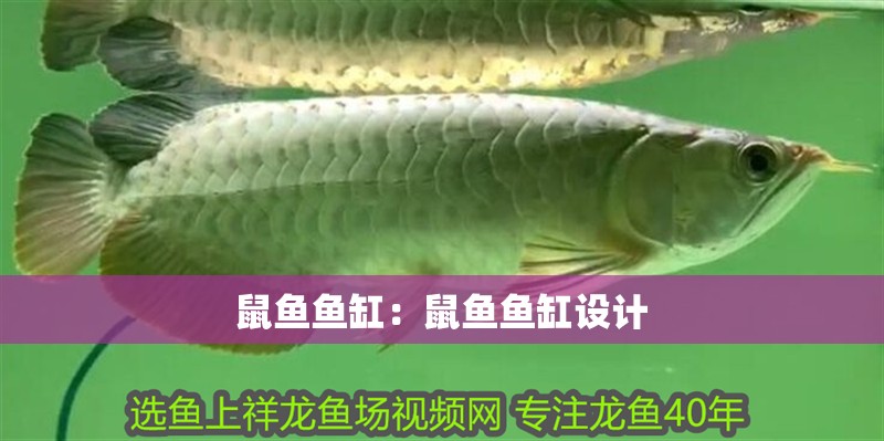 鼠魚魚缸：鼠魚魚缸設計