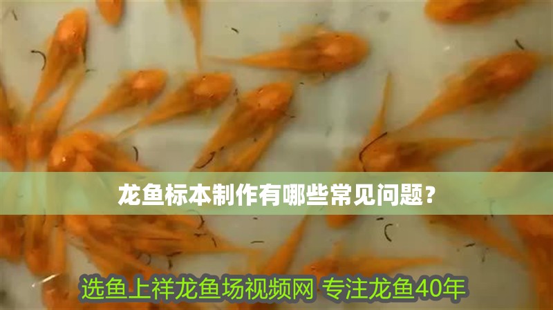 龍魚標本制作有哪些常見問題？