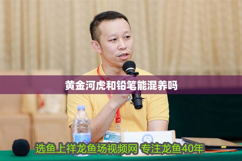 黃金河虎和鉛筆能混養嗎 黃金河虎和鉛筆能混養嗎 龍魚論壇