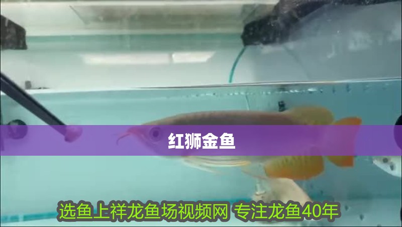 紅獅金魚