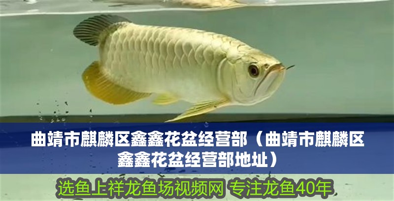 曲靖市<strong><mark>麒麟</mark></strong>區鑫鑫花盆經營部（曲靖市<strong><mark>麒麟</mark></strong>區鑫鑫花盆經營部地址）