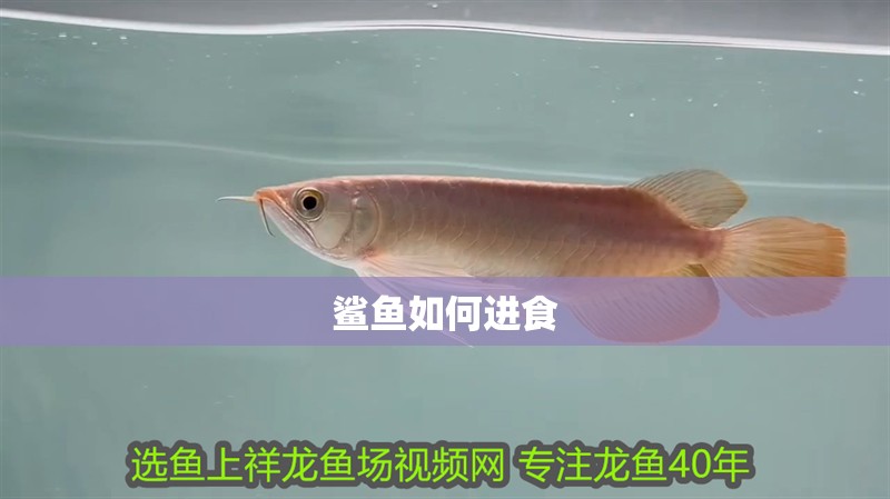 鯊魚如何進(jìn)食