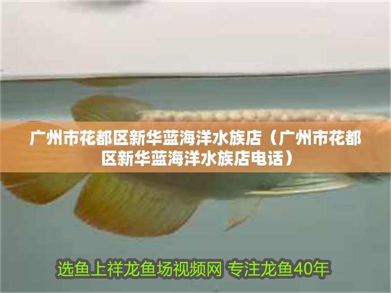 廣州市花都區新華藍海洋水族店（廣州市花都區新華藍海洋水族店電話） 廣州市花都區新華藍海洋水族店（廣州市花都區新華藍海洋水族店電話） 全國水族館企業名錄