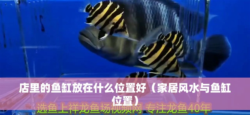 店里的魚缸放在什么位置好（家居風水與魚缸位置）