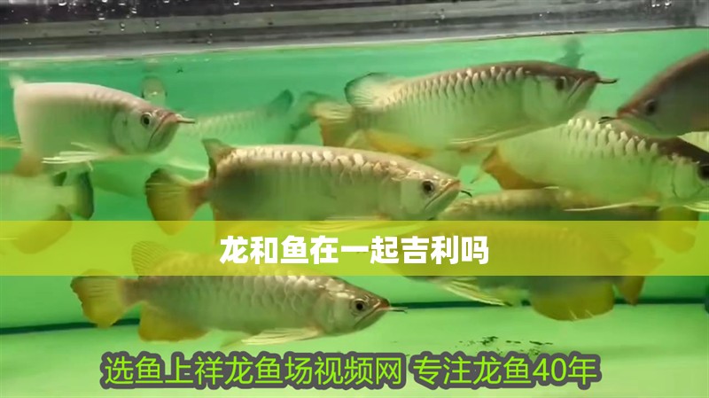 龍和魚在一起<strong><mark>吉利</mark></strong>嗎