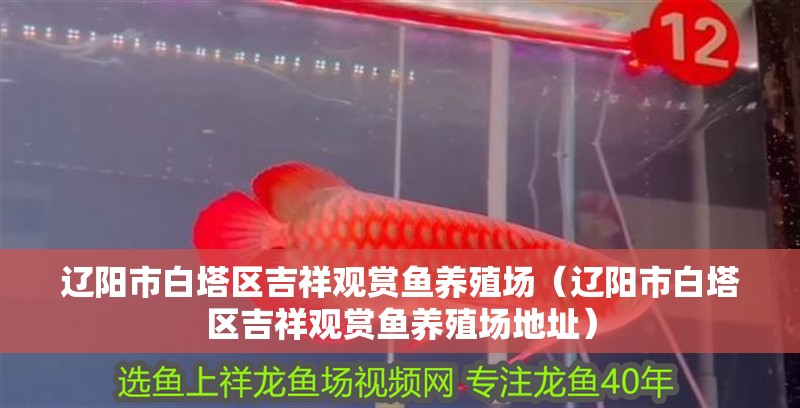 遼陽市白塔區吉祥觀賞魚養殖場（遼陽市白塔區吉祥觀賞魚養殖場地址）