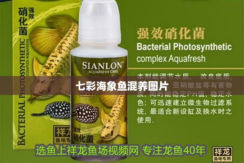 七彩海象魚混養(yǎng)圖片