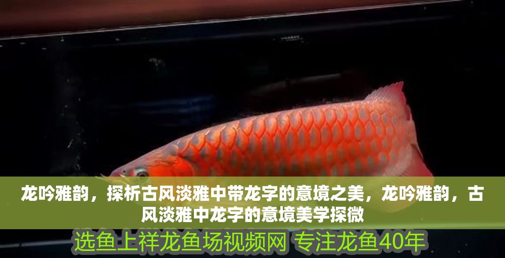 龍吟雅韻,探析古風(fēng)淡雅中帶龍字的意境之美,龍吟雅韻,古風(fēng)淡雅中龍字的意境美學(xué)探微 龍魚百科 第1張 龍吟雅韻,探析古風(fēng)淡雅中帶龍字的意境之美,龍吟雅韻,古風(fēng)淡雅中龍字的意境美學(xué)探微 龍吟雅韻,探析古風(fēng)淡雅中帶龍字的意境之美,龍吟雅韻,古風(fēng)淡雅中龍字的意境美學(xué)探微 龍魚百科 第1張