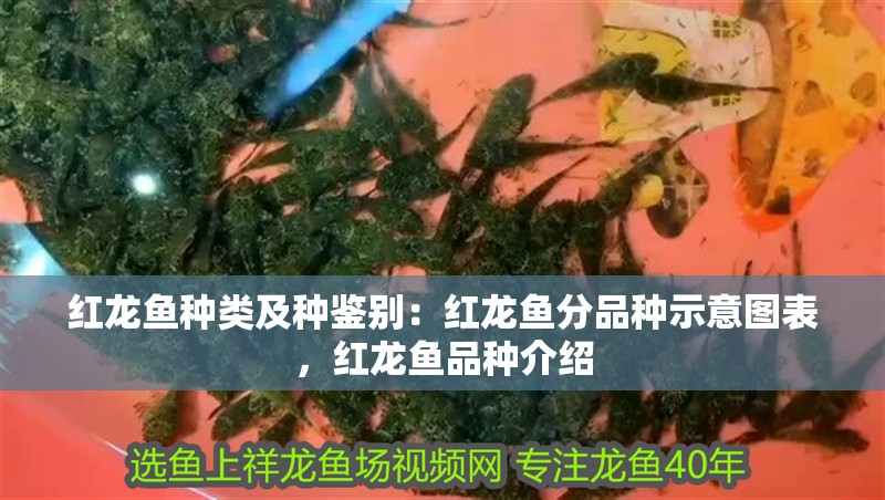 紅龍魚種類及種鑒別：紅龍魚分品種示意圖表，紅龍魚品種介紹