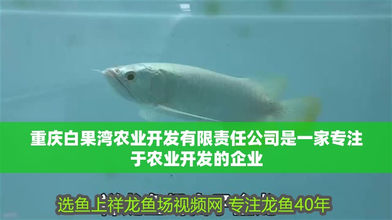重慶白果灣農業開發有限責任公司是一家專注于農業開發的企業