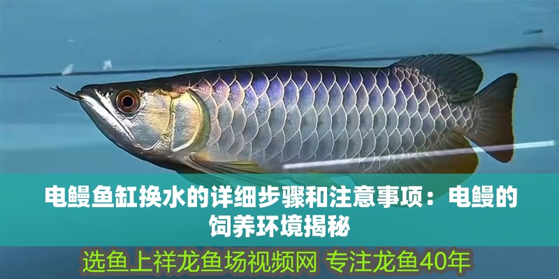 電鰻魚缸換水的詳細步驟和注意事項：電鰻的飼養環境揭秘
