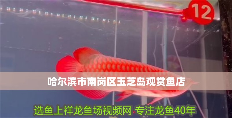 哈爾濱市南崗區玉芝島觀賞魚店