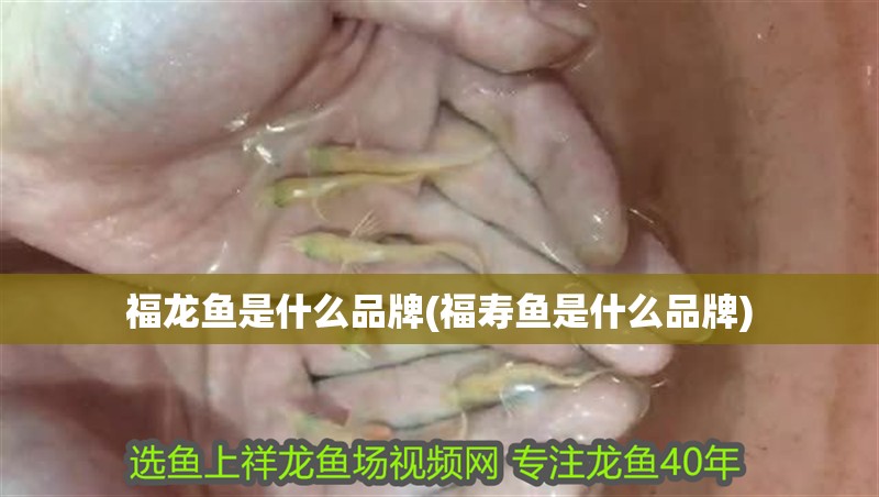 福龍魚是什么品牌(福壽魚是什么品牌)